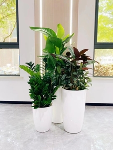 专业绿植出租,宁波北仑打造清新办公环境就选它!